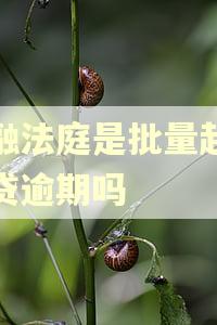 金融法庭是批量起诉房贷逾期吗