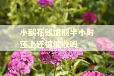 小鹅花钱逾期半小时还上还被催收吗