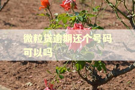 微粒贷逾期还个号码可以吗