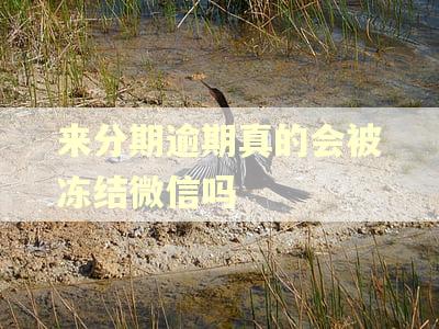 来分期逾期真的会被冻结微信吗