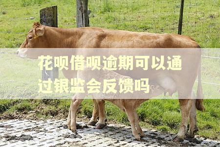 花呗借呗逾期可以通过银监会反馈吗 花呗借呗逾期可以通过银监会反馈吗