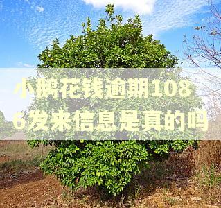 小鹅花钱逾期1086发来信息是真的吗