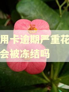 信用卡逾期严重花呗也会被冻结吗