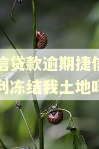 捷信贷款逾期捷信有权利冻结我土地吗