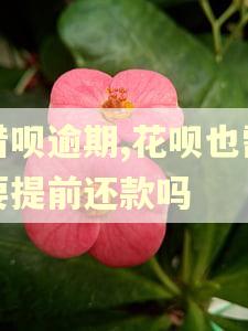 借呗逾期,花呗也需要提前还款吗