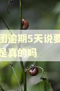 美团逾期5天说要诉讼是真的吗 美团逾期5天说要诉讼是真的吗