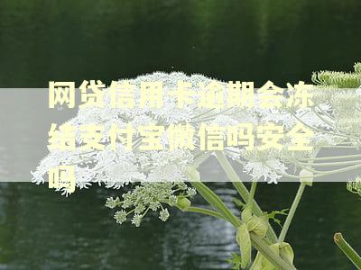 网贷信用卡逾期会冻结支付宝微信吗安全吗