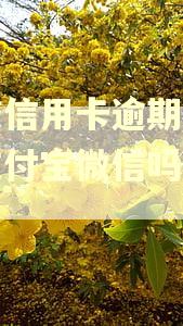 网贷信用卡逾期会冻结支付宝微信吗安全吗 网贷信用卡逾期会冻结支付宝微信吗安全吗