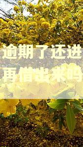 还呗逾期了还进去了可以再借出来吗安全吗
