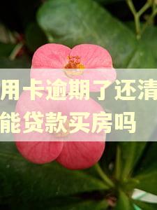 信用卡逾期了还清后还能贷款买房吗