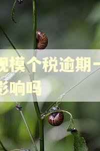 小规模个税逾期一天有影响吗