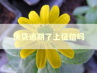 快贷逾期了上征信吗