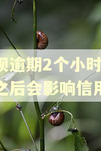 花呗逾期2个小时还了之后会影响信用吗