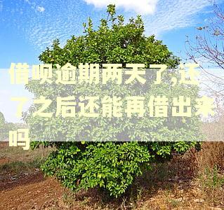 借呗逾期两天了,还了之后还能再借出来吗