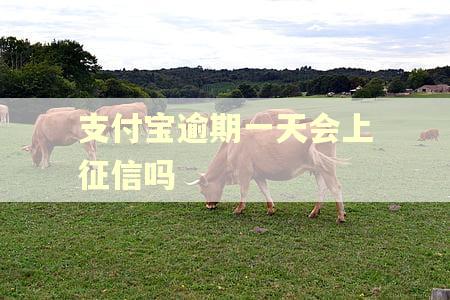 支付宝逾期一天会上征信吗