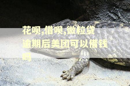 花呗,借呗,微粒贷逾期后美团可以借钱吗