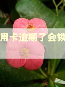 信用卡逾期了会锁卡吗