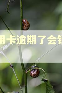 信用卡逾期了会锁卡吗