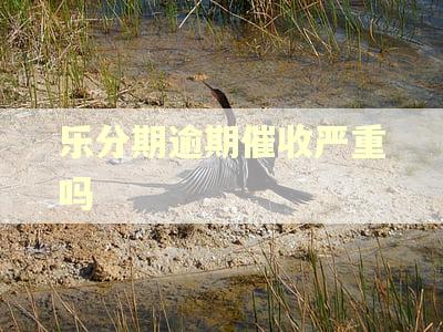 乐分期逾期催收严重吗 乐分期逾期催收严重吗