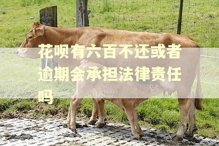 花呗有六百不还或者逾期会承担法律责任吗 花呗有六百不还或者逾期会承担法律责任吗