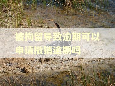 被拘留导致逾期可以申请撤销逾期吗