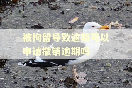 被拘留导致逾期可以申请撤销逾期吗
