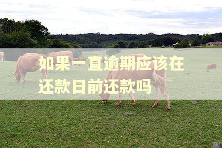 如果一直逾期应该在还款日前还款吗