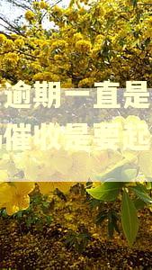 网贷逾期一直是本地号码催收是要起诉了吗