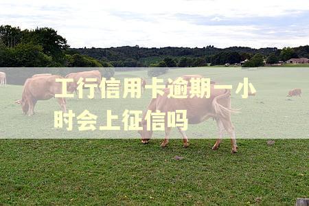 工行信用卡逾期一小时会上征信吗
