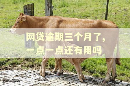 网贷逾期三个月了,一点一点还有用吗