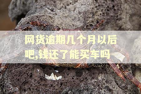 网货逾期几个月以后吧,钱还了能买车吗