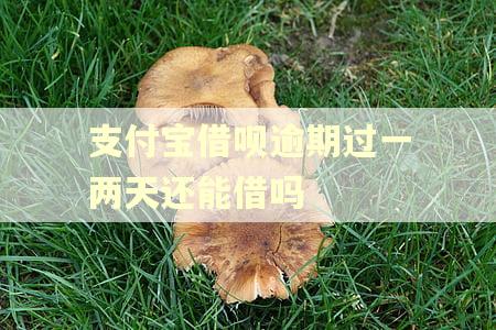 支付宝借呗逾期过一两天还能借吗 支付宝借呗逾期过一两天还能借吗