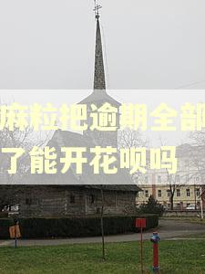芝麻粒把逾期全部修复了能开花呗吗