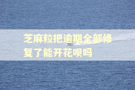 芝麻粒把逾期全部修复了能开花呗吗