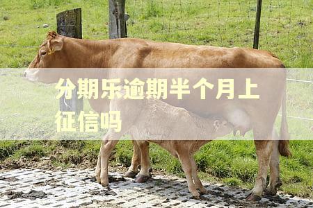 分期乐逾期半个月上征信吗