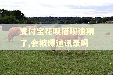 支付宝花呗借呗逾期了,会被爆通讯录吗