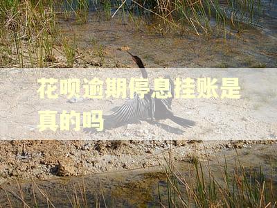 花呗逾期停息挂账是真的吗