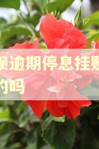 花呗逾期停息挂账是真的吗