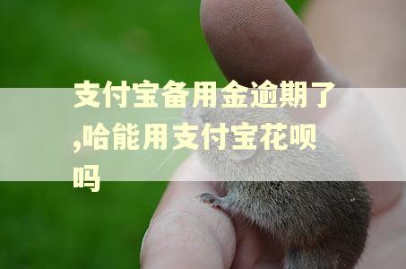 支付宝备用金逾期了,哈能用支付宝花呗吗