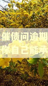 平台催债问逾期后的责任你自己能承担吗