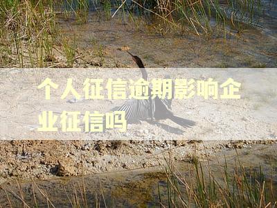 个人征信逾期影响企业征信吗