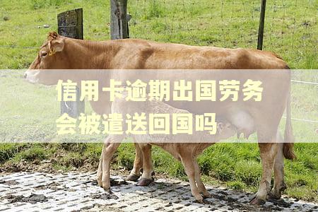信用卡逾期出国劳务会被遣送回国吗