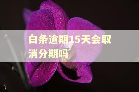 白条逾期15天会取消分期吗