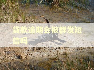 贷款逾期会被群发短信吗
