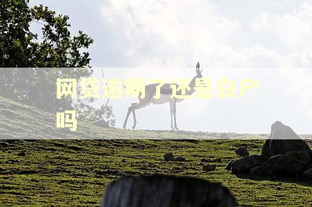 网贷逾期了还是白户吗