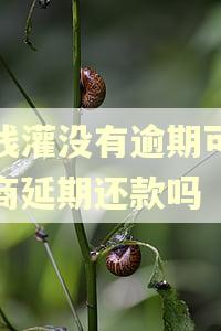 洋钱灌没有逾期可以协商延期还款吗