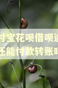 支付宝花呗借呗逾期了还能付款转账吗