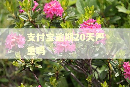 支付宝逾期20天严重吗 支付宝逾期20天严重吗