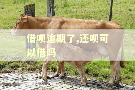 借呗逾期了,还呗可以借吗