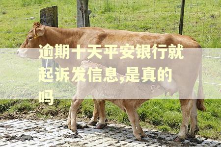 逾期十天平安银行就起诉发信息,是真的吗